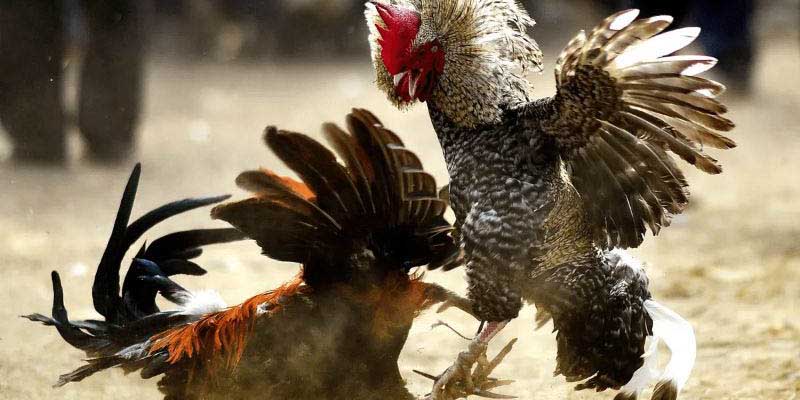 Lợi ích thu người chơi khi tham gia đá gà thomo