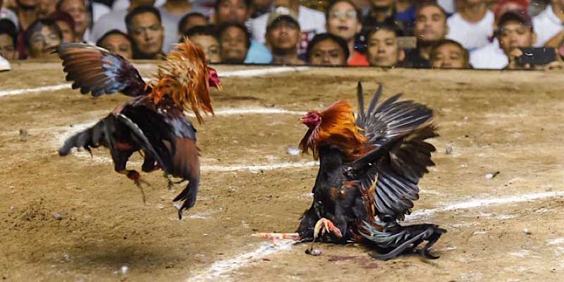 Những vấn đề hay gặp phải khi chăm sóc gà chọi